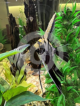 Animal - Freshwater angelfish