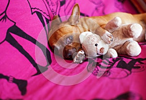 Animal friends and dreams photo