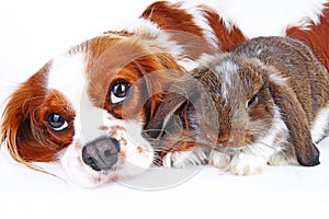 Animal friends. True pet friends. Dog rabbit bunny lop animals together on isolated white studio background. Pets love