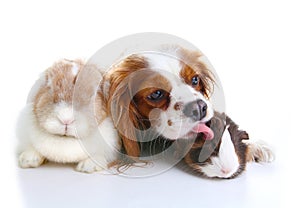 Animal friends. True pet friends. Dog rabbit bunny lop animals together on isolated white studio background. Pets love