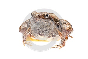 Animal frog