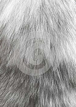 Animal fur background