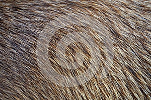 Animal Fur Background