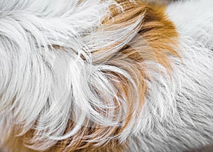 Animal fur background texture. Abstract dog fur in brown and white colors