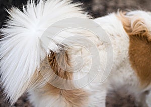 Animal fur background texture. Abstract dog fur in brown and white colors