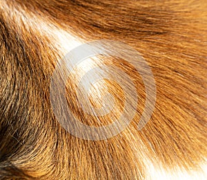 Animal fur closeup view. Red and white color dogs hair background, texture