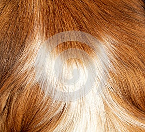 Animal fur closeup view. Red and white color dogs hair background, texture