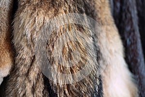 Animal fur. foxes, raccoon, wolf, beaver, mink, nutria hanging after processing.