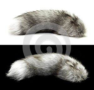 Animal fur isolated