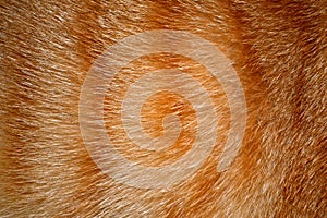 Animal Fur Texture Background