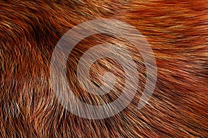 Animal Fur Texture of Wolf or Fox. 3d Rendering