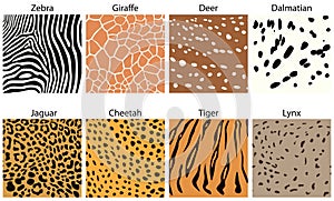 Animal fur textures photo