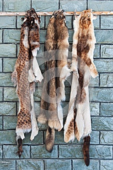 Animal furs hanging on a wall