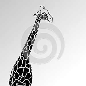 Animal giraffe africa illustration safari mammal cute afr