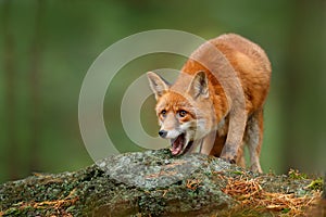 Animal, green environment, stone. Fox in forest. Cute Red Fox, Vulpes vulpes, at forest with flowers, moss stone. Wildlife scene f