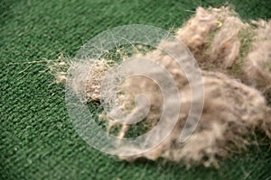 Animal hair ball and dust on carpet. Cleaning carpet surfaces. Carpet cleaner in living room