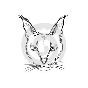 Animal head lynx sketch graphic. Cute monochrome color, isolated in white background.