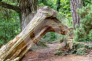 Animal head shaped tree trunk in woodland