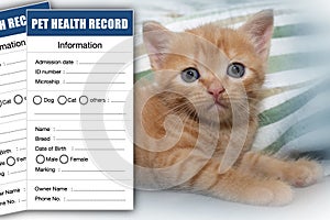 Animal health information card with little cat on background