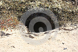 Animal hole on the sandy shore.