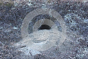 Animal hole on the sandy shore.