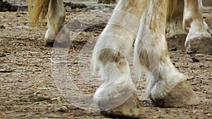 Animal Horses in Barn