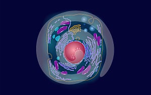 Animal human cell structure educational science. Microscope 3d eukaryotic nucleus organelle medicine technology analysis