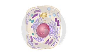 Animal human cell structure educational science. Microscope 3d eukaryotic nucleus organelle medicine technology analysis