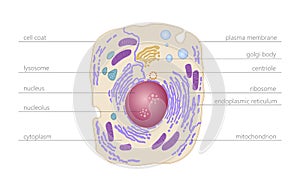 Animal human cell structure educational science. Microscope 3d eukaryotic nucleus organelle medicine technology analysis