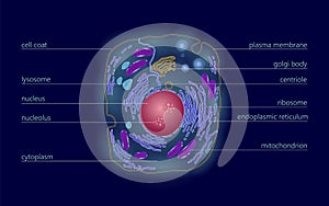 Animal human cell structure educational science. Microscope 3d eukaryotic nucleus organelle medicine technology analysis