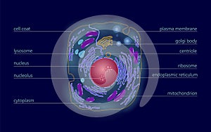 Animal human cell structure educational science. Microscope 3d eukaryotic nucleus organelle medicine technology analysis photo