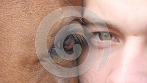 Animal and human eye - horse and man looking together at camera. Close up view of the eye of a beautiful brown stallion