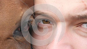 Animal and human eye - horse and man looking together at camera. Close up view of the eye of a beautiful brown stallion