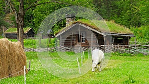 animal husbandry livestock breeding, norwagian village, green grass rooftop, norway