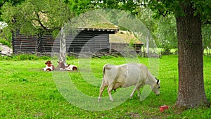 animal husbandry livestock breeding, norwagian village, green grass rooftop, norway