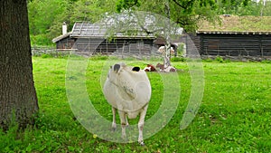 animal husbandry livestock breeding, norwagian village, green grass rooftop, norway