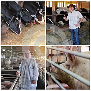 Animal Husbandry - Pig and Cattle Farming