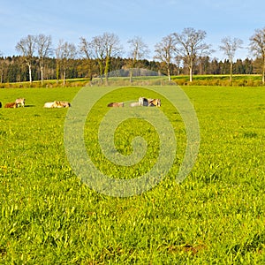 Animal husbandry in Switzerland