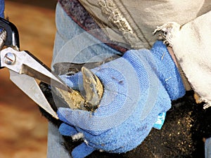 Animal husbandry: Trimming sheep hoof