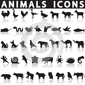 Animal icons set photo