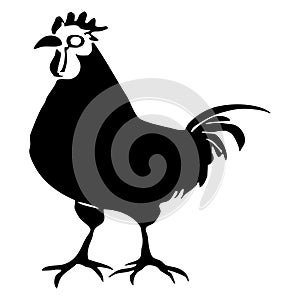 Black rooster on a white background. Animal illustration