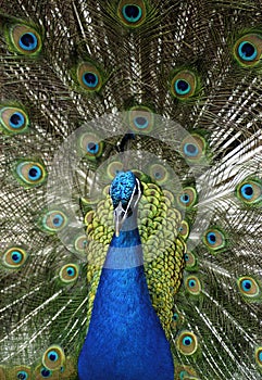 Animal - Indian Blue Peafowl (Pavo Cristatus) photo