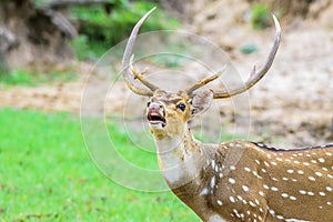 Animal, Indian Spotted Deer, Axis axis in the wild with copy space