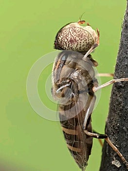 Animal insect invertebrate arthropod pest