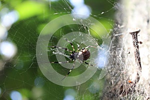 Pregnant and angry spider photo