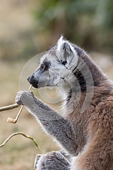 Animal intelligence. Funny image of an intelligent lemur contemplating life with a fake smoking pipe.