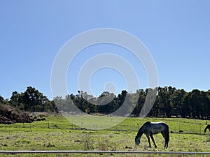 Animal - Irish sport horse