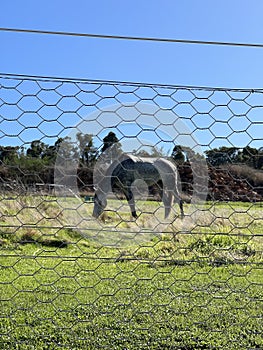 Animal - Irish sport horse