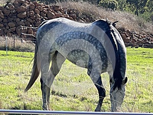 Animal - Irish sport horse