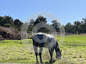 Animal - Irish sport horse